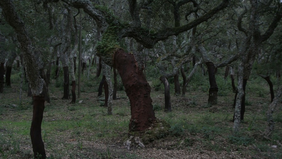 Cork Forest