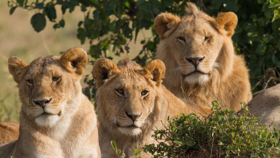 Maasai Mara National Reserve