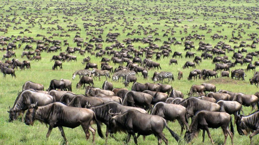 Wildbeest & Zebra Migration at Masai Mara