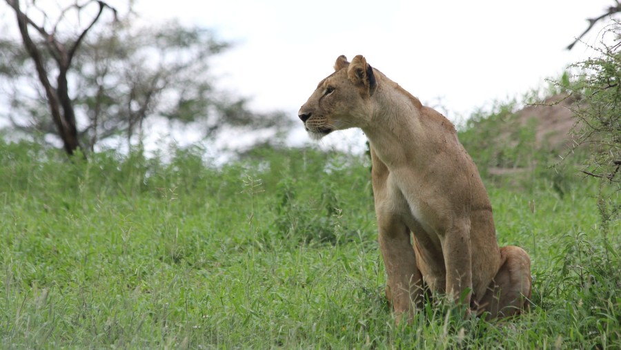 A lioness at Serengeti National Park