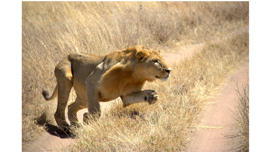 Lion Hunting in Arusha