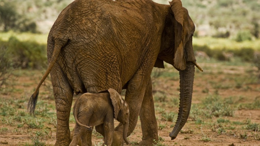 African bush elephants