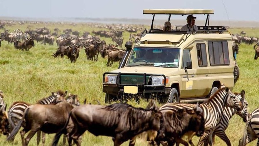 Game Drive in Nairobi National Park