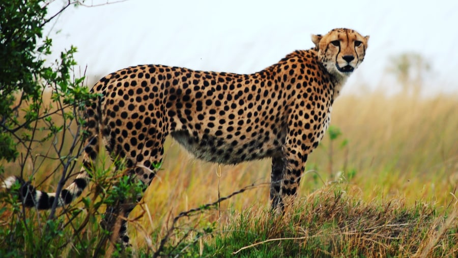 Spot cheetahs in the Game Reserve