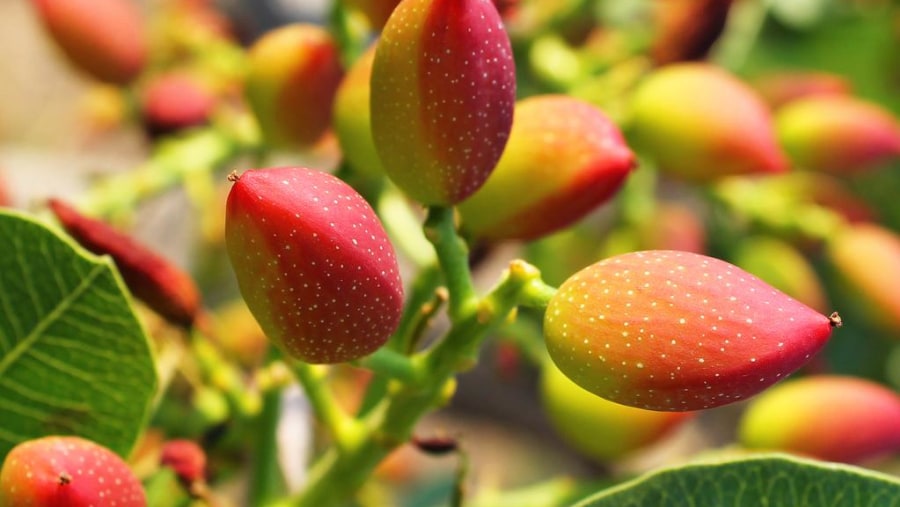 Pistachio plant