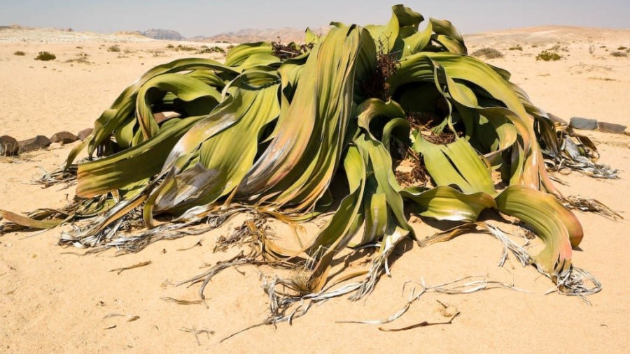 Welwitschia Mirabilis Plant, Angola