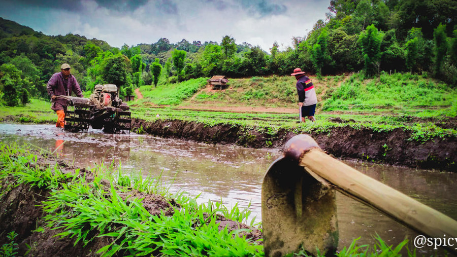 Traditional farming in Mae Wang