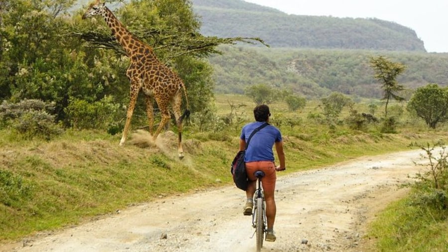 Giraffe in hells gate