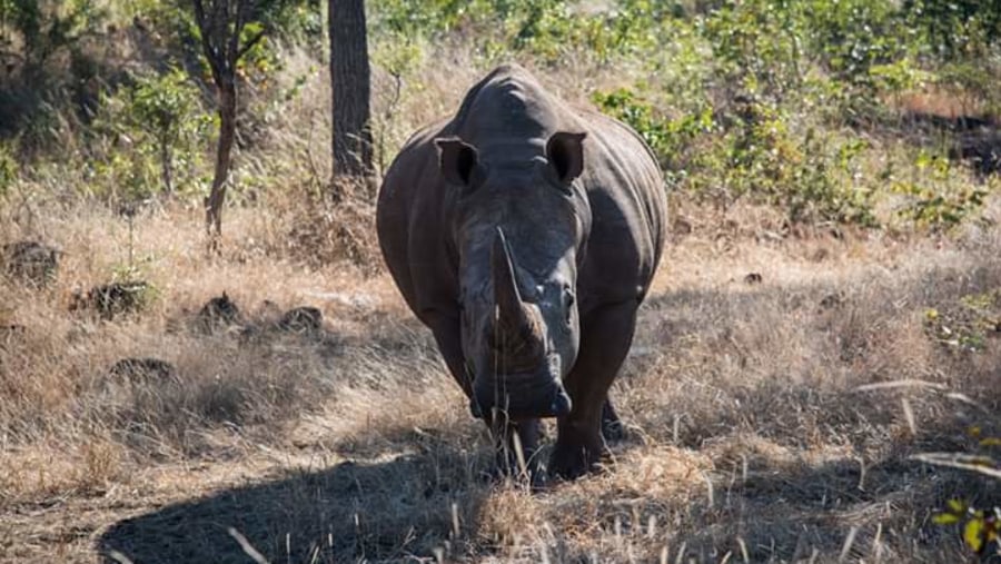 Spot a White Rhinoceros at Mosi-oa-Tunya