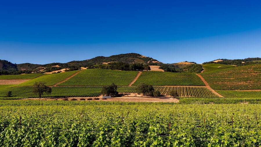 Vineyards In Napa Valley