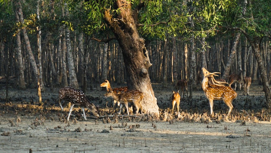 Wildlife in Sundarban