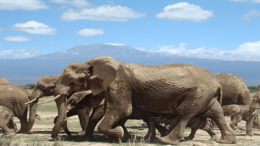 Elephants At Amboseli National Park