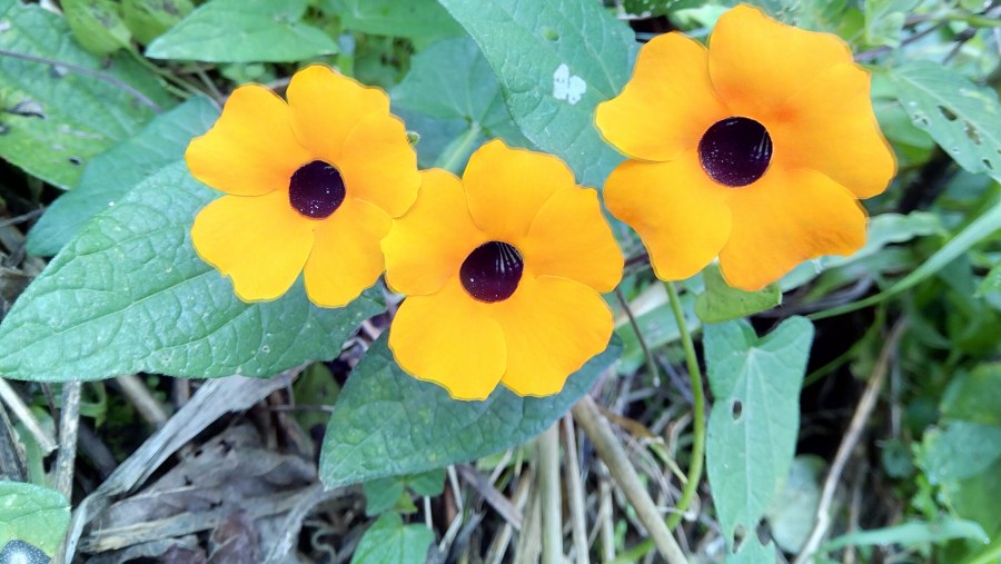 The Black eyed Susan