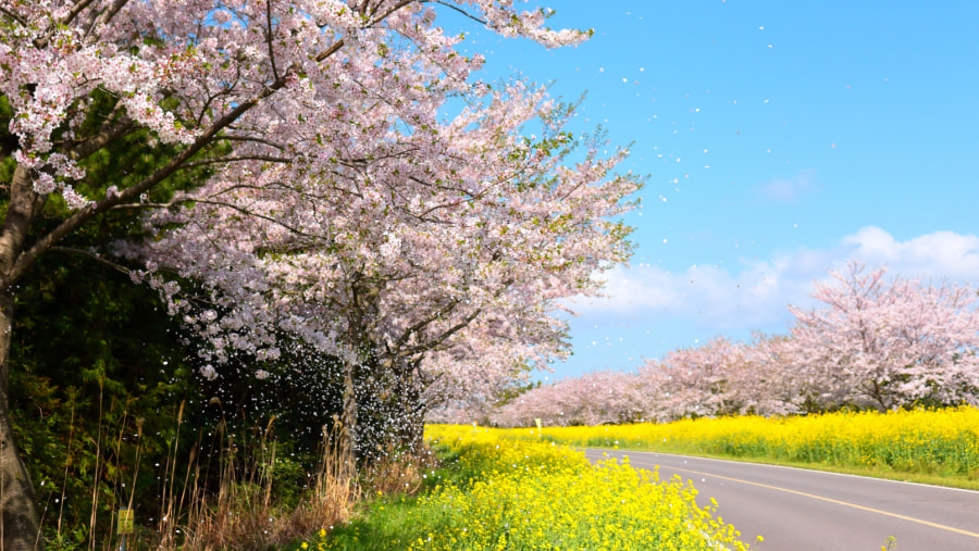 Cherry blossom