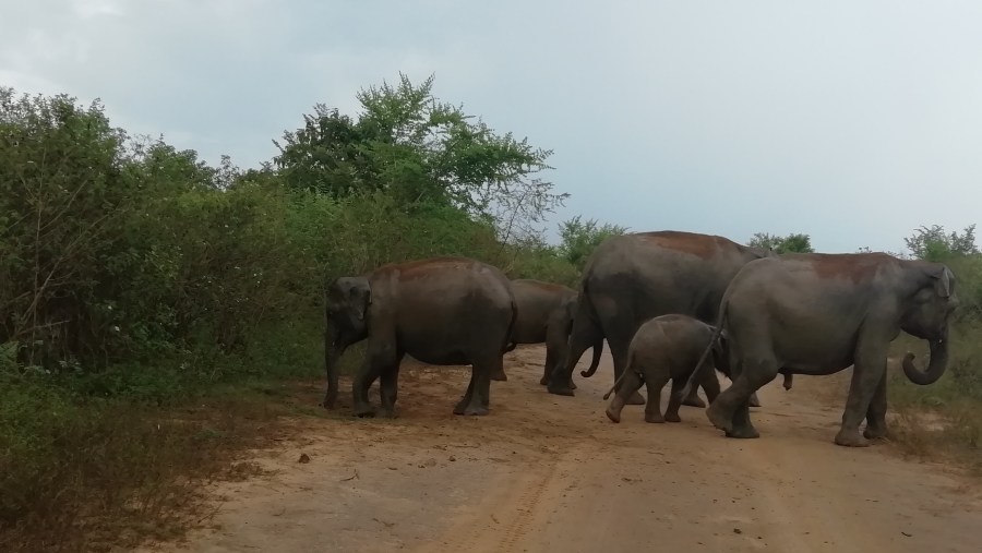 Elephants in Minneriya National Park