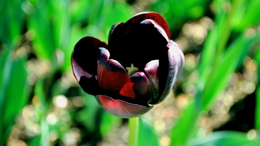 Tulip at the Botanical Garden