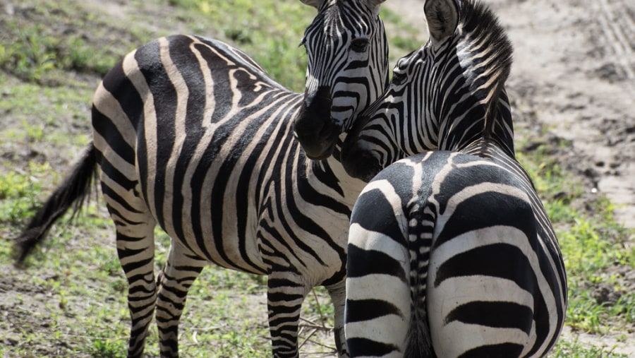 Zebras at Tarangire National Park