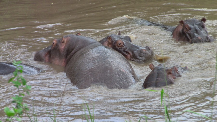 Hippos at Selous Game Reserve
