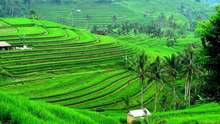Rice Terrace in Bali
