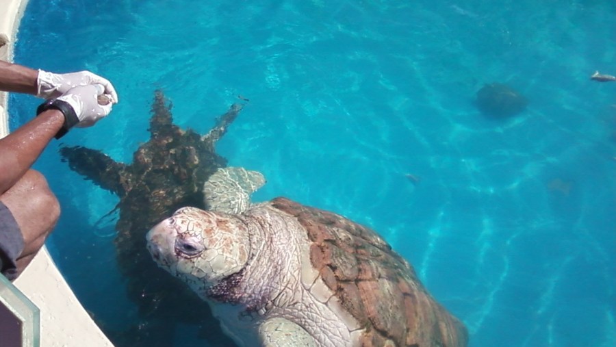 Tamar project: giant sea turtles