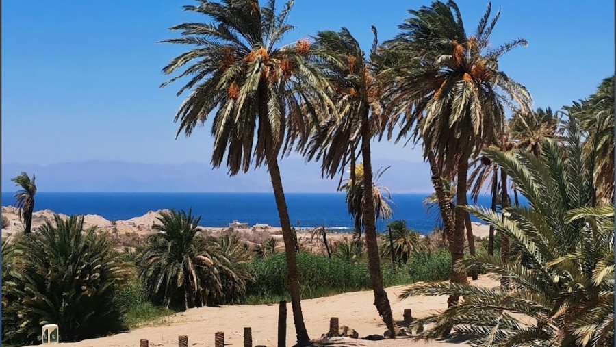 Palm trees white sand