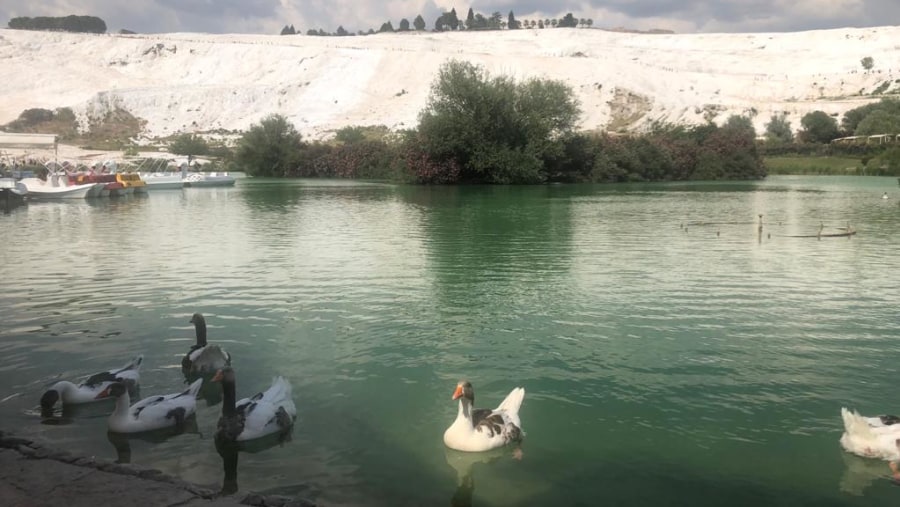 Ducks in the Water Pamukkale