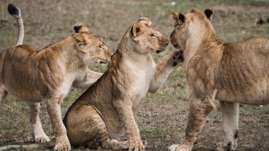 Lions at Serengeti National Park