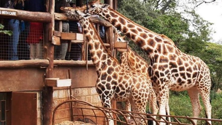 Mingle with the friendly Giraffes at the Giraffe Centre in Nairobi, Kenya