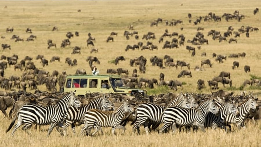 Game drive during the wildebeest migration season 