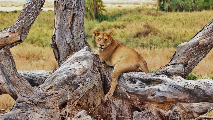 Lioness lazing around the National Parks