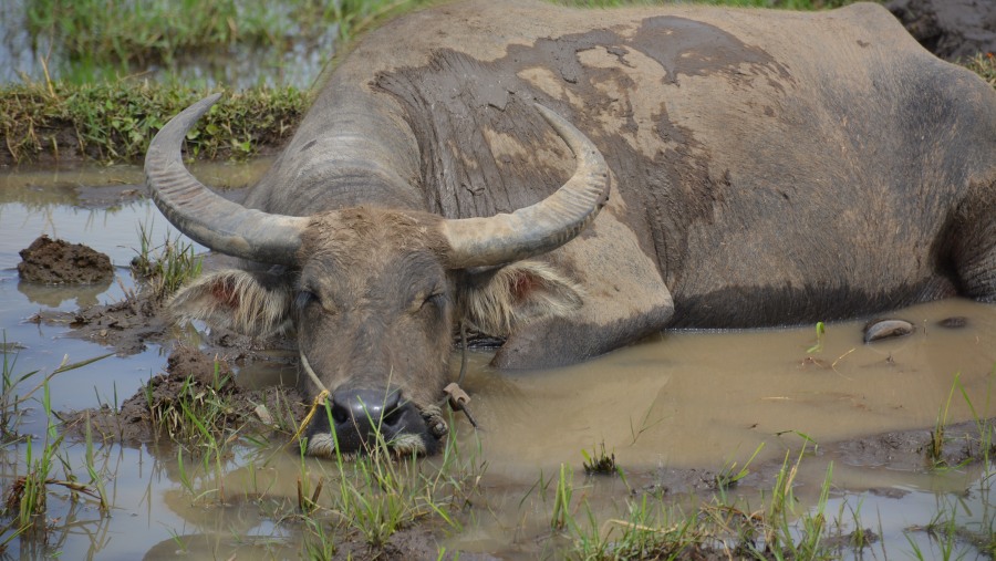 A Swamp Buffalo