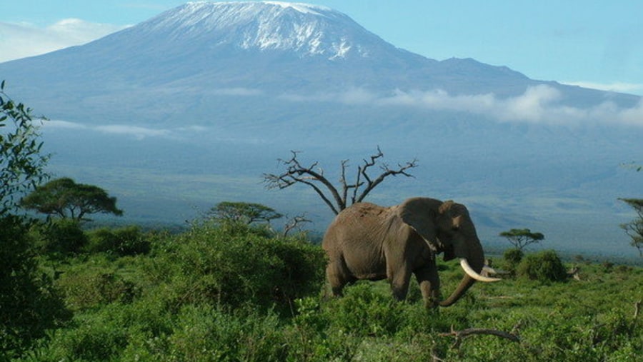 Enjoy scenic views of Mount Kilimanjaro