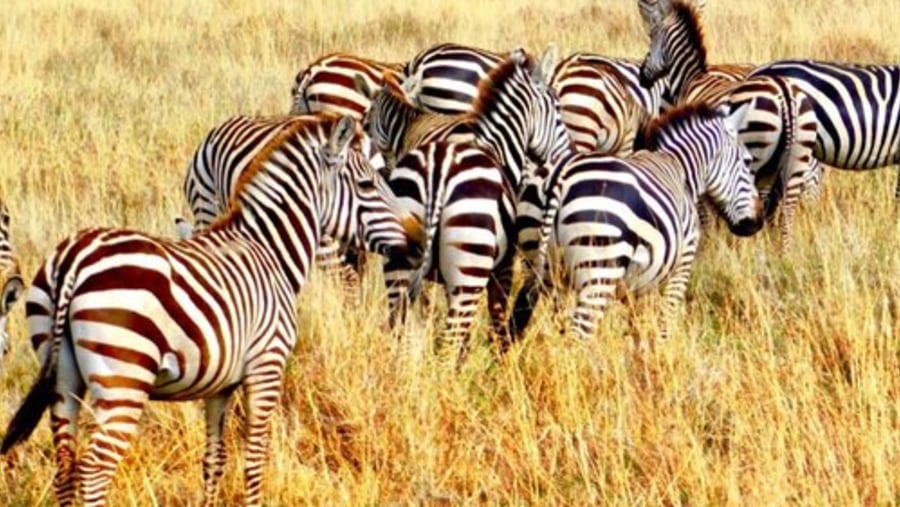 Zebras at Serengeti National Park, Tanzania