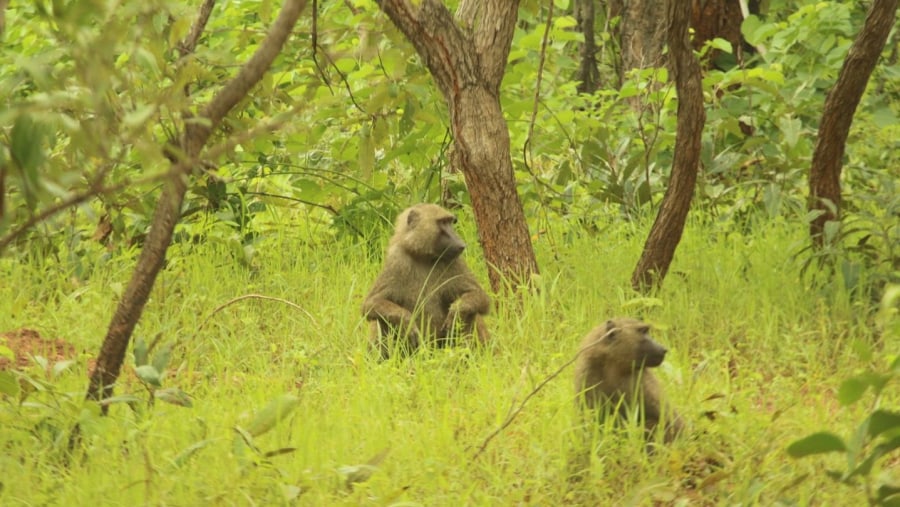3-day-safari-in-mole-national-park