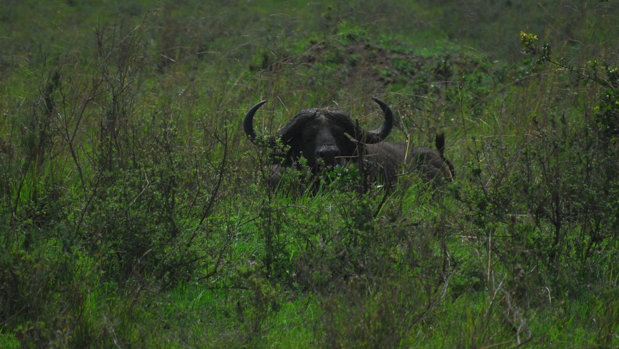 Rhinos at Sight