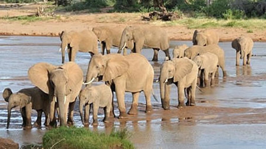 Elephants crossing the river