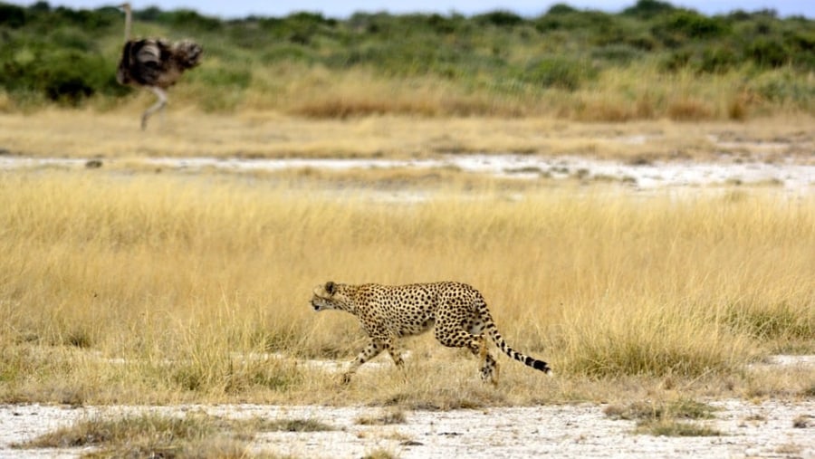 Cheetah on the loose at Tarangire National Park