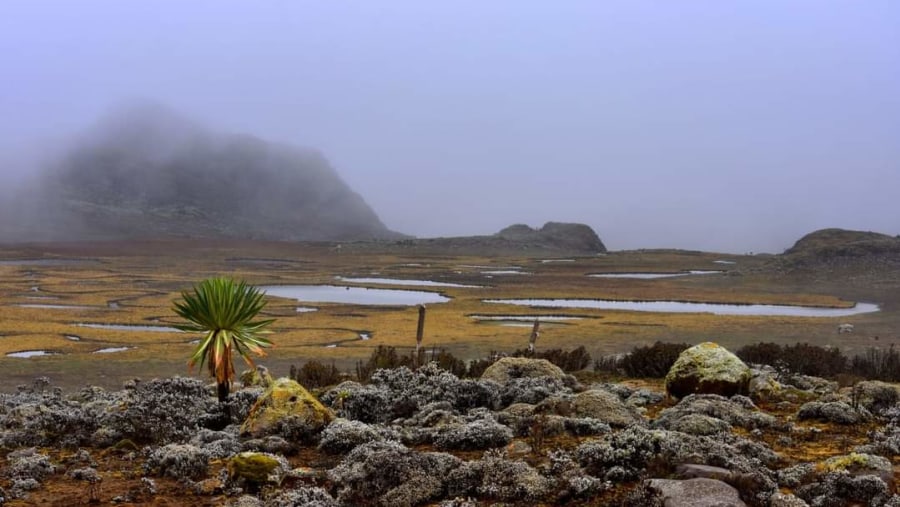 Bale Mountains Brilliant Tours