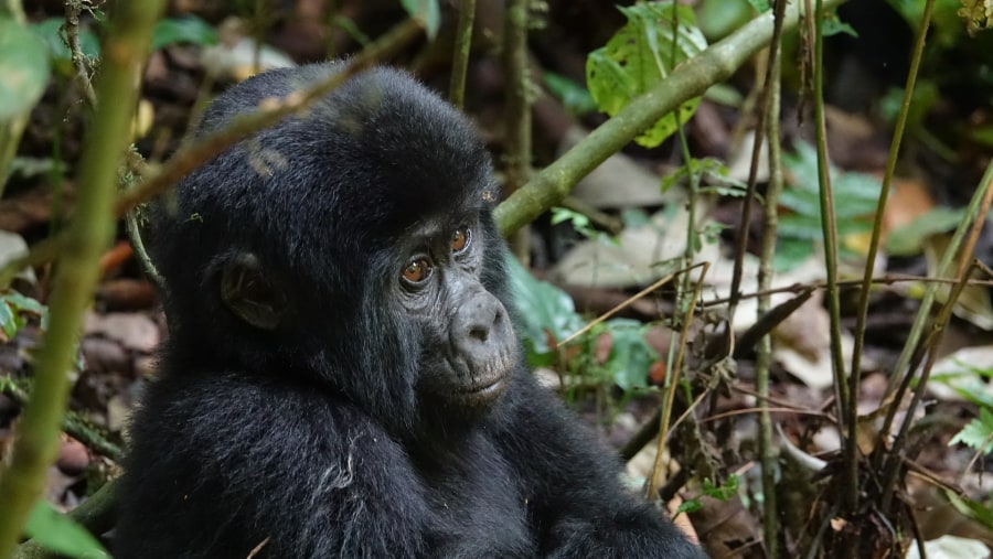 Meet the mountain gorillas at Bwindi Impenetrable Forest, Uganda