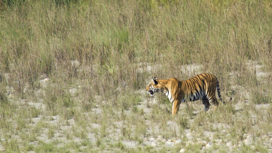 tiger on the hunt