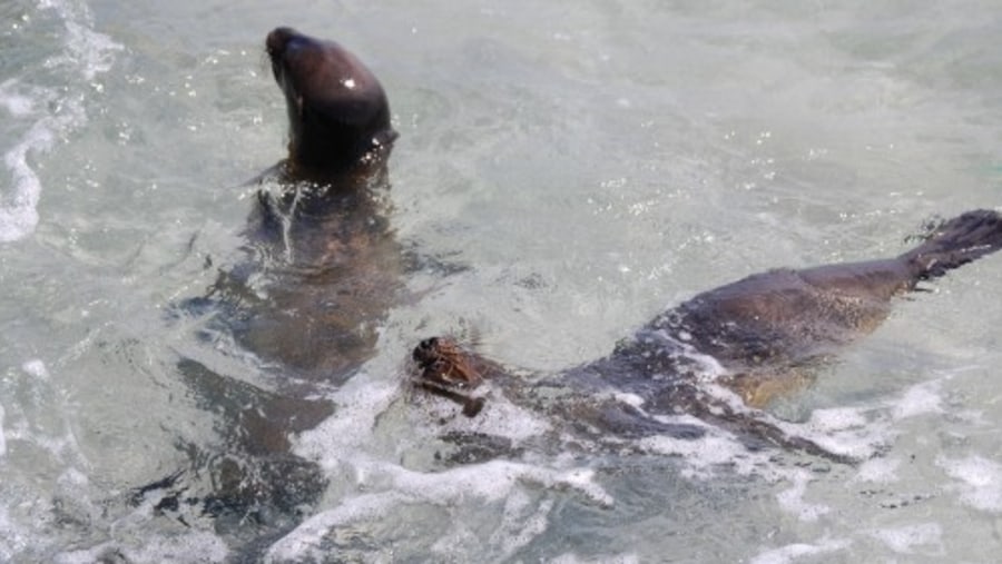 Otters at Galapagos Islands