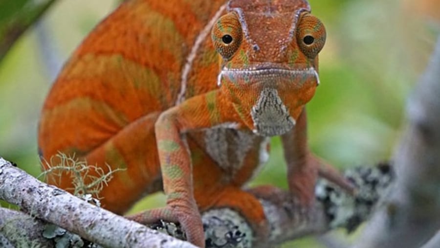 Chameleon at Madagascar Exotic Park