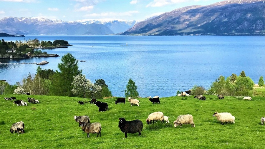 Sheep on the islands