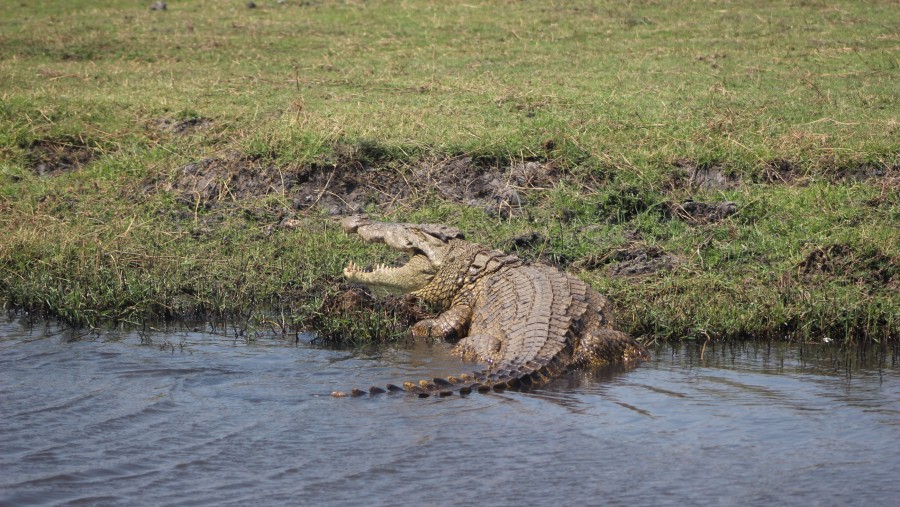 Crocodile at Chobe National Park