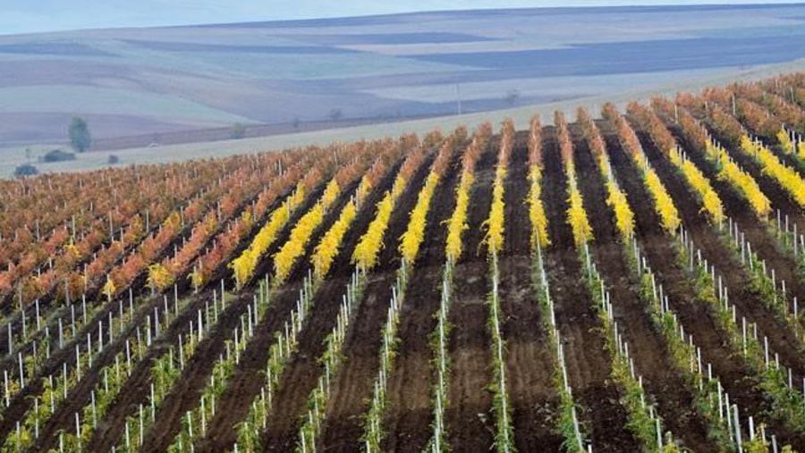 Shamakhi wine region