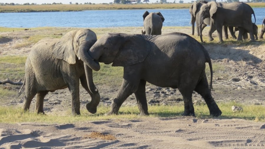 Spot Elephants near the White Sands