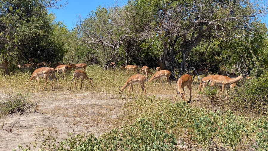 Spotting Deer