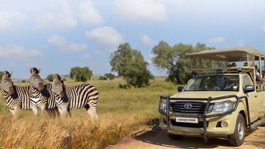 Safari Ride At Lion & Safari Park, South Africa