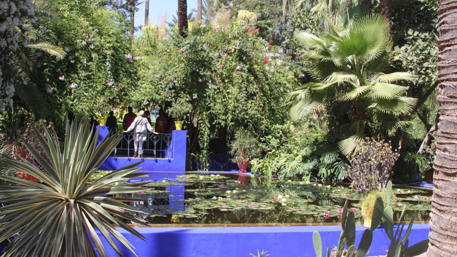 Explore the Majorelle garden