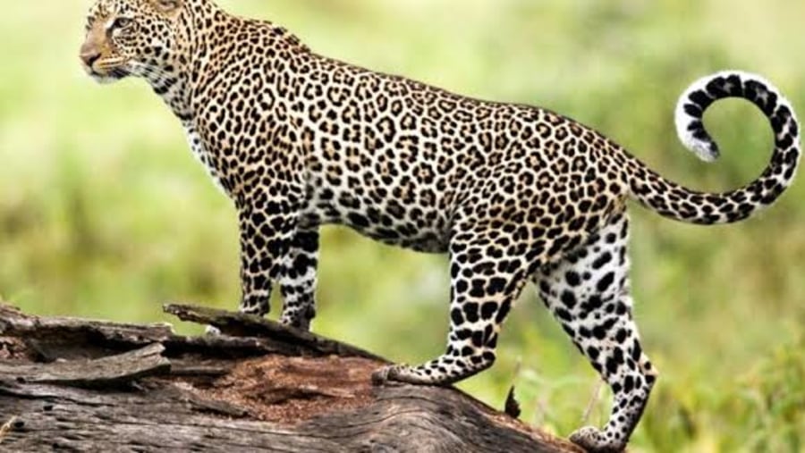 Leopard in Mkomazi